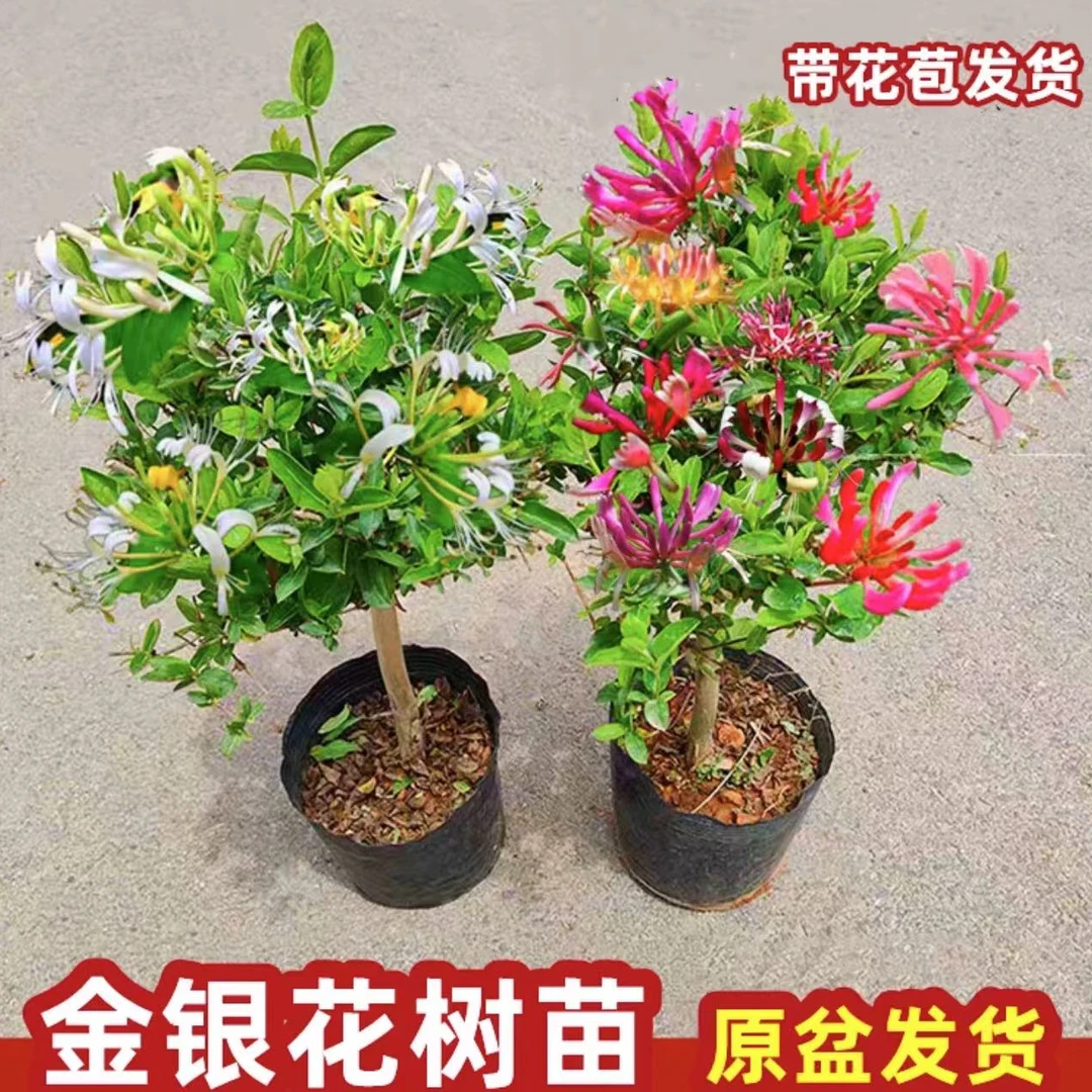 浓香四季多彩红色金银花盆栽食用泡茶南方北方花卉金银花树苗