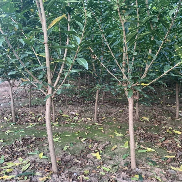 红软籽，黑软子【十六】买一送一盆栽地栽南北方种植