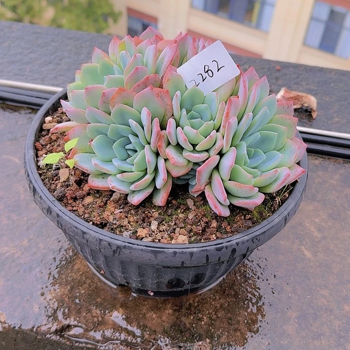 妞*?2282冷橙多肉