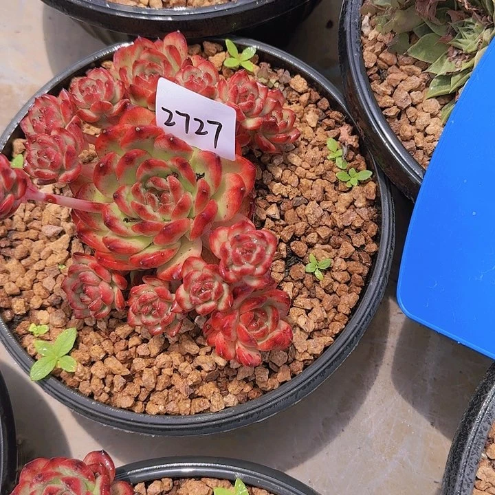过**烟2727TM多肉植物