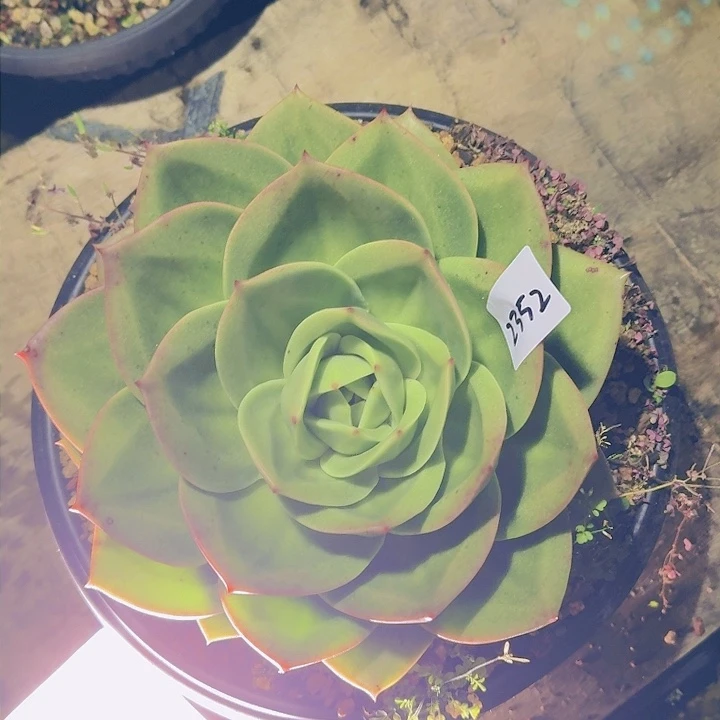 詠****＠2352狮子王多肉植物