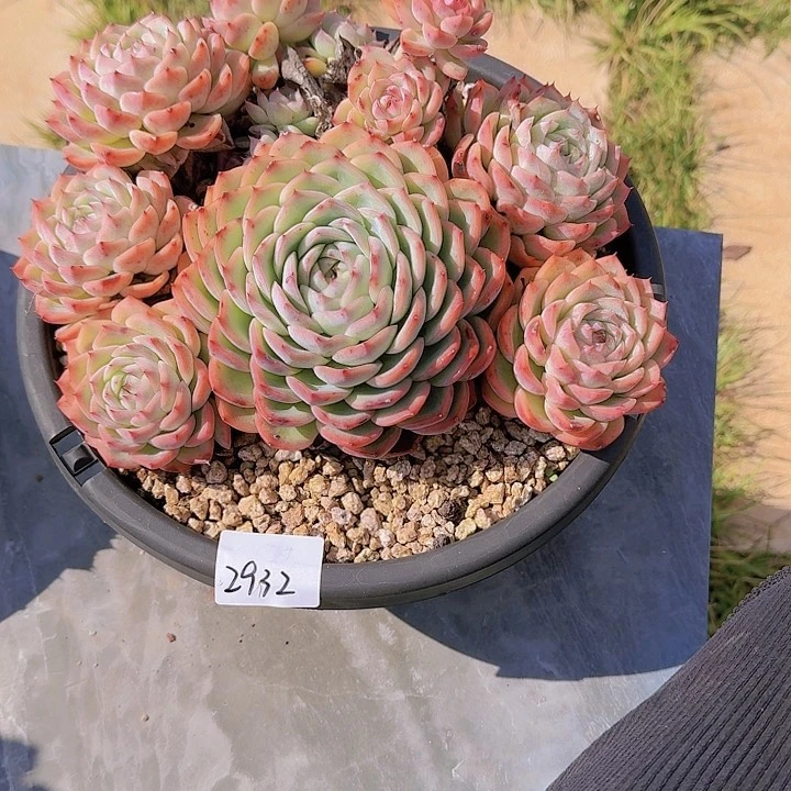 小*子侧影多肉植物2932