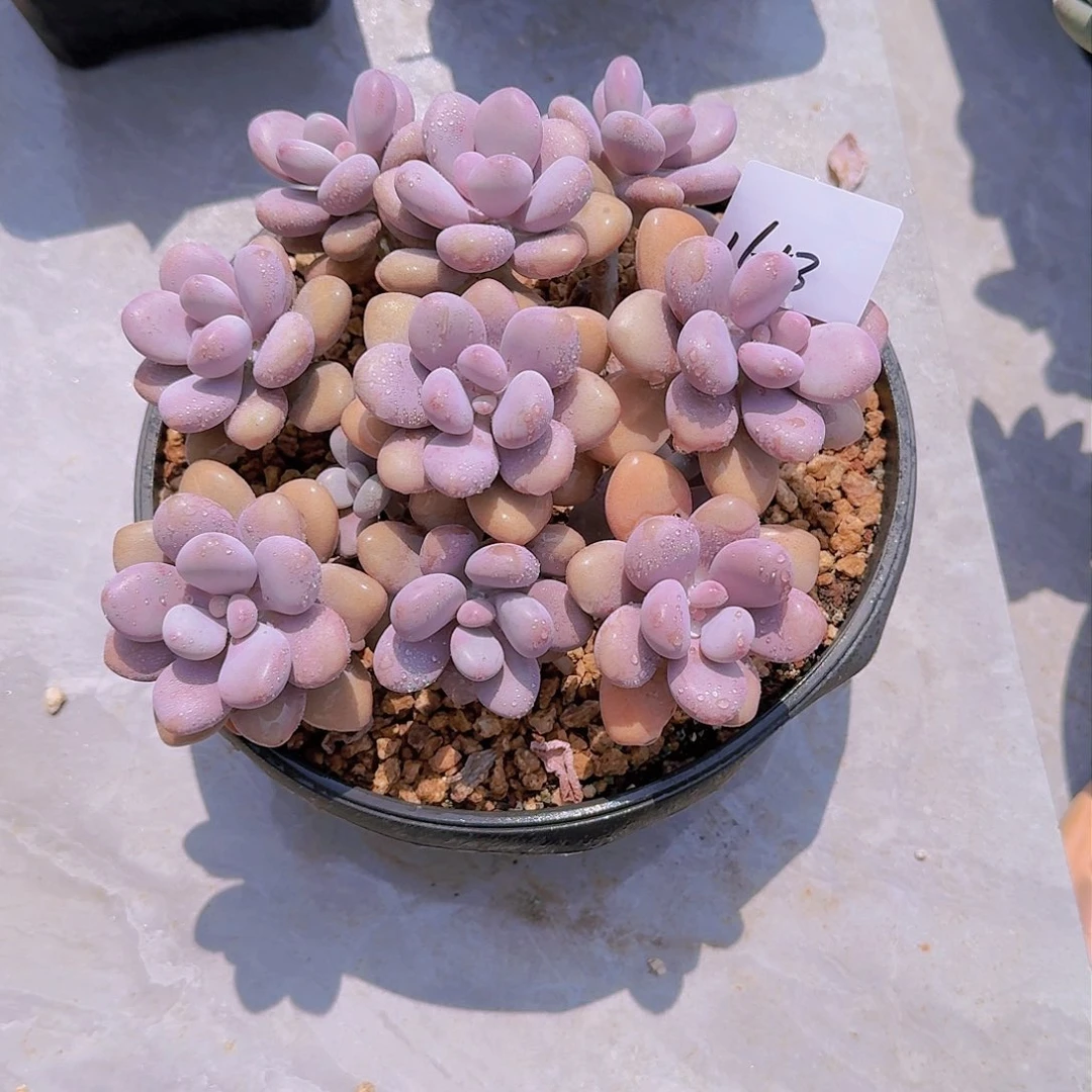 多****a1618桃蛋多肉植物