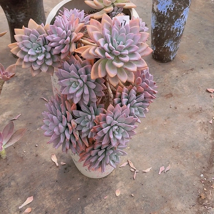 用****30317奥普带盆物流到付