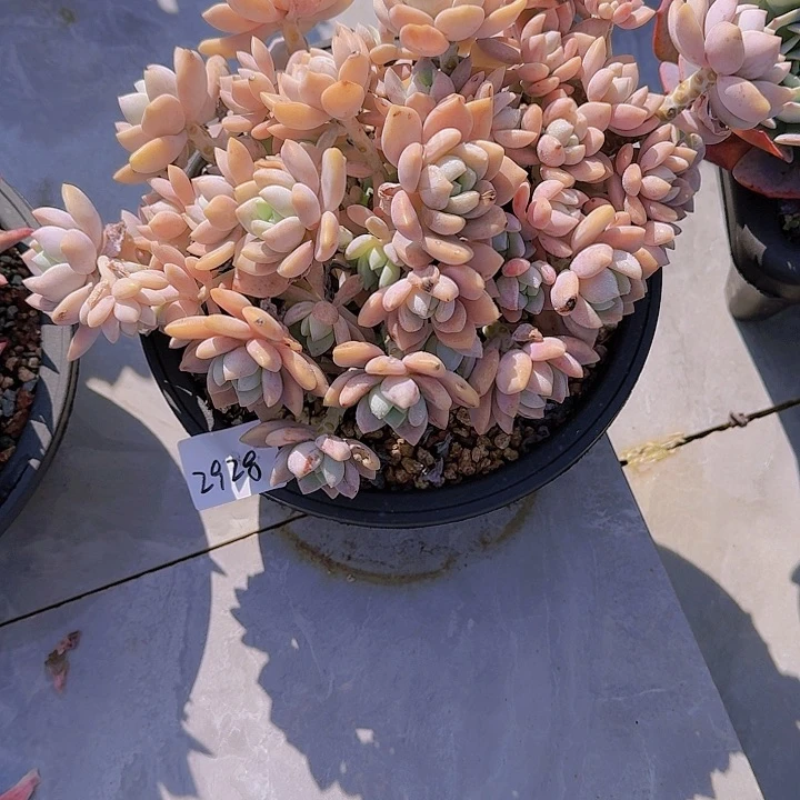 小*子露林香多肉2928