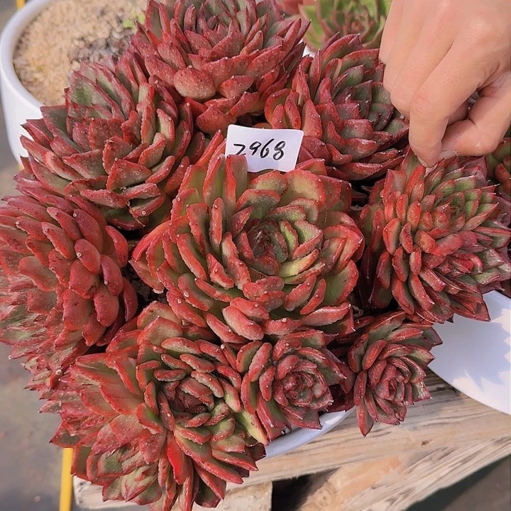 詠****＠2968杂交多肉植物
