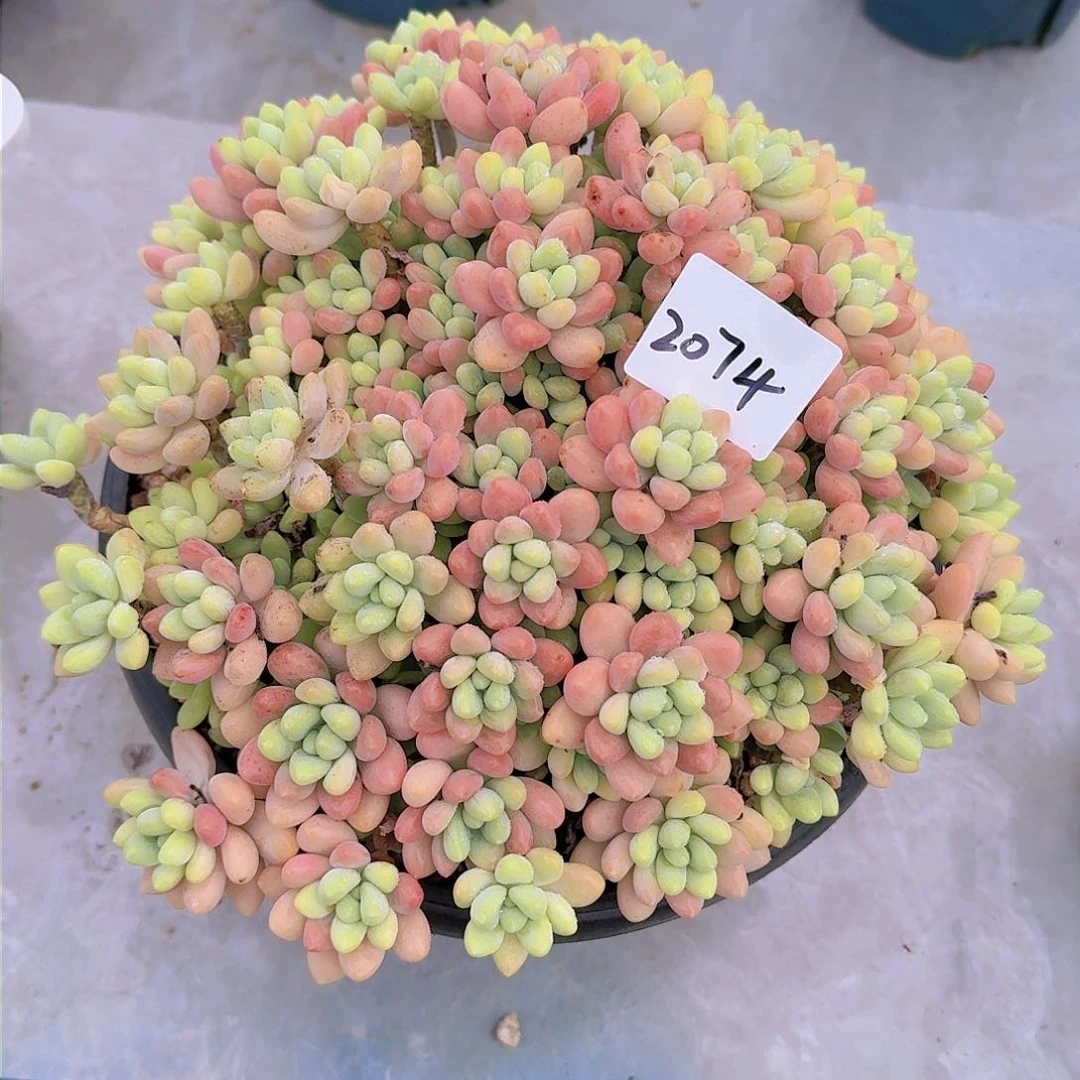 樱**长2074奶酪蛋糕多肉植物