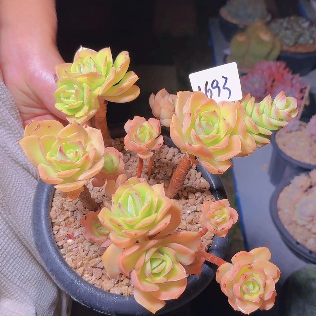 启****｝1693甜橙多肉植物