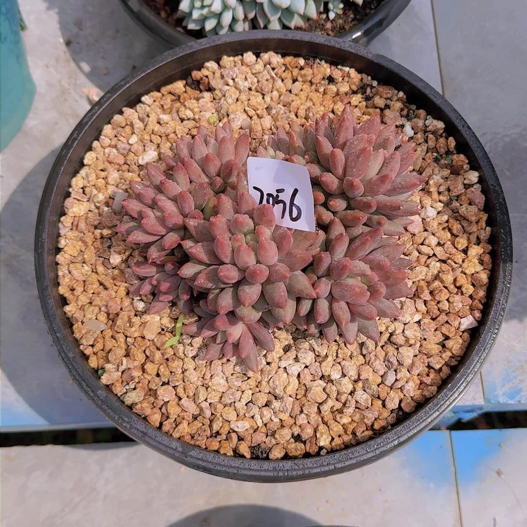 花****吖2056红蜻蜓多肉植物