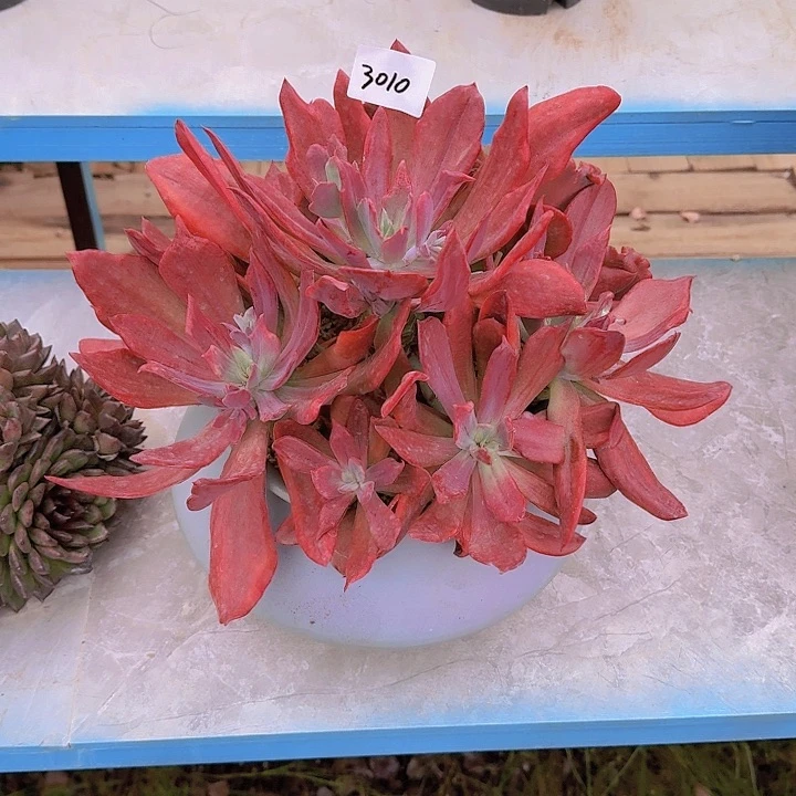 晴*儿带盆钻石锦多肉3010