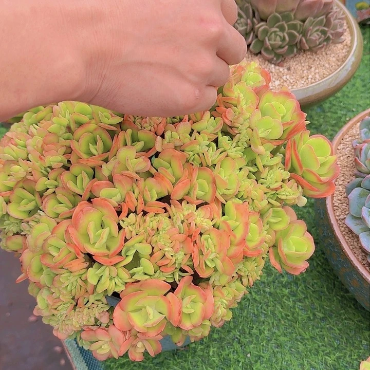 美**量2305红梅多肉