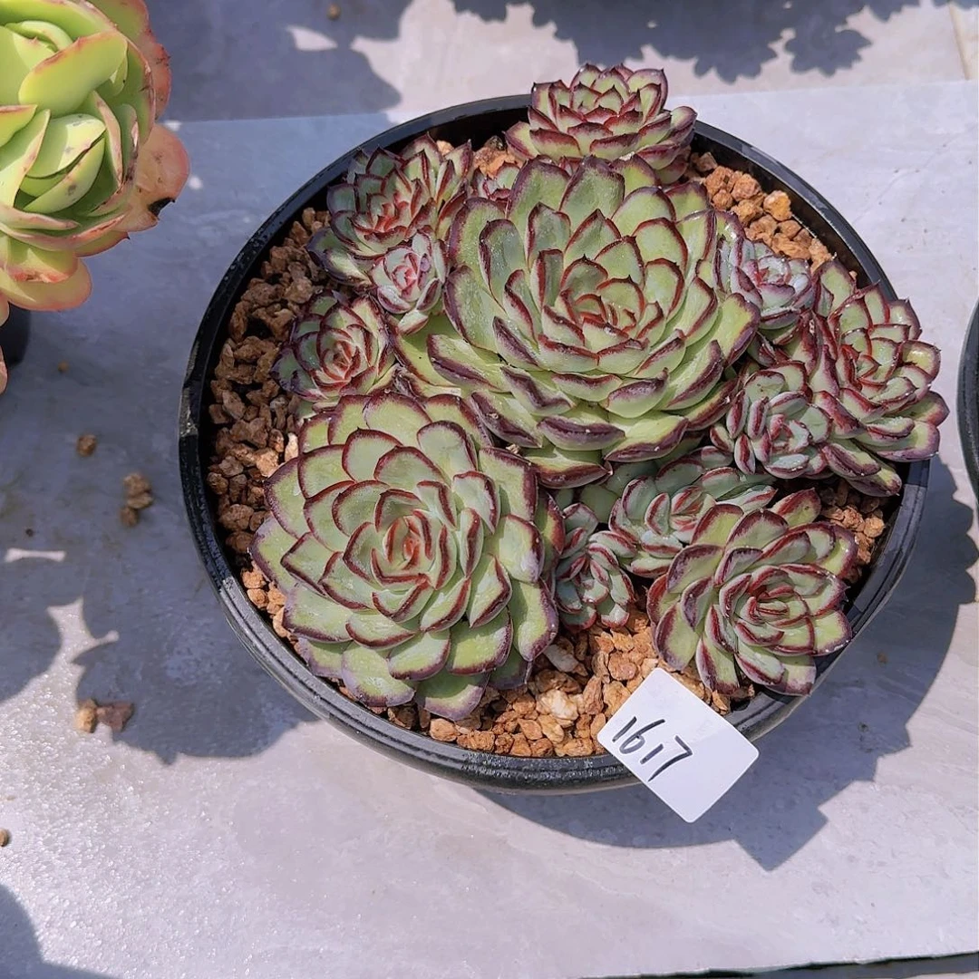 ?*?1617肉酱玫瑰多肉植物