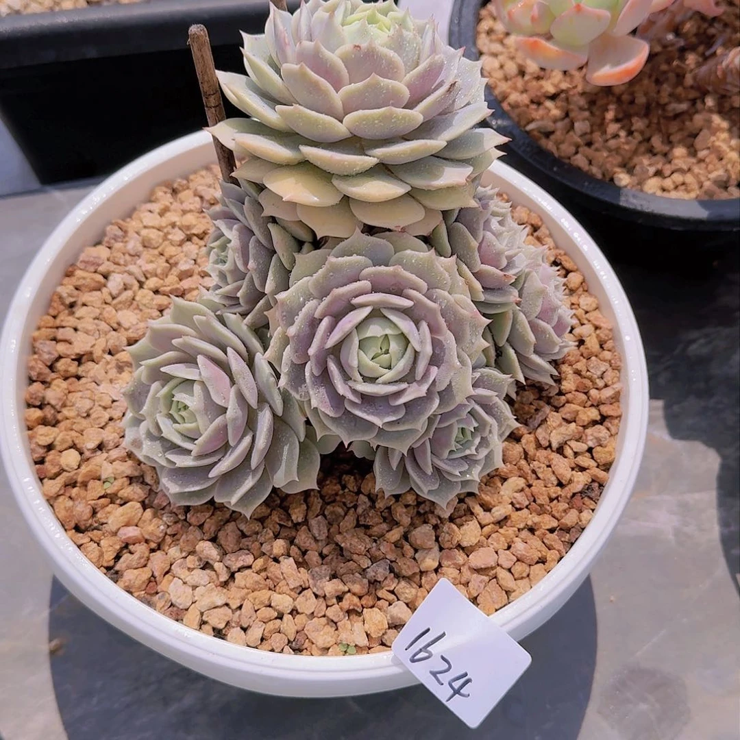 ?*?1624露哪练多肉植物
