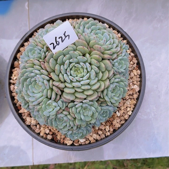 过**烟2625白胖子多肉