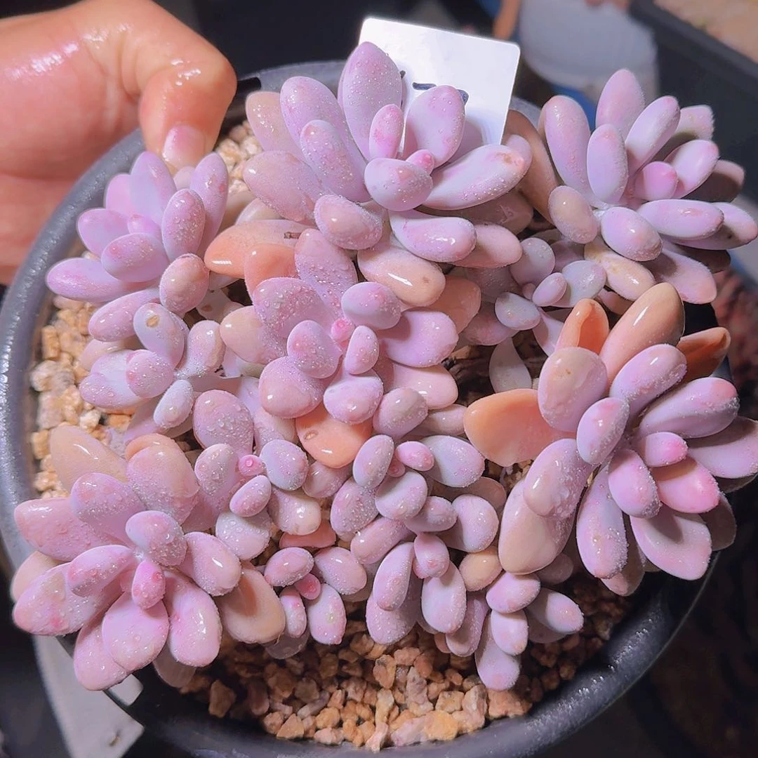 面***?1677桃蛋多肉植物