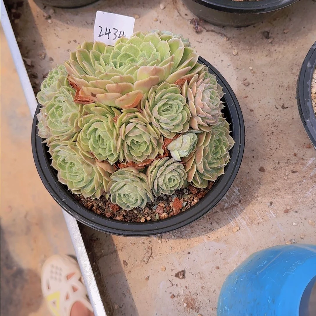 兜*妈昂斯诺多肉2434