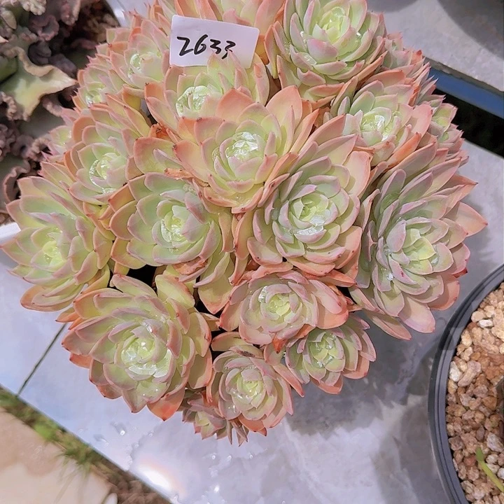 木*丝绸面纱多肉
