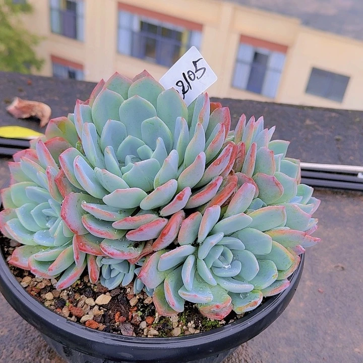 晴*儿22105冷橙多肉