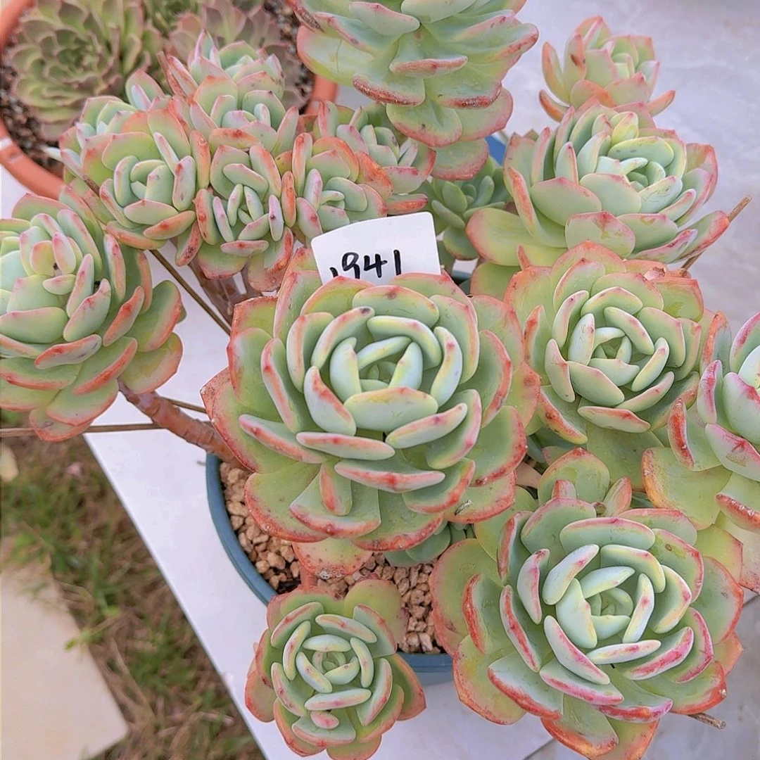 晴*儿1941白月光多肉植物