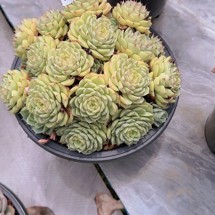 多****a本巴多肉植物2629
