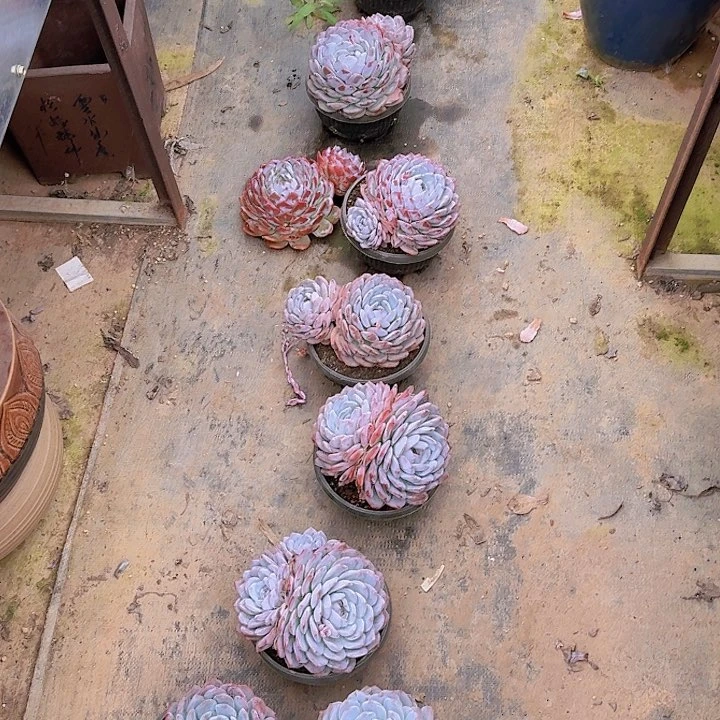 橙子多肉植物双头起发