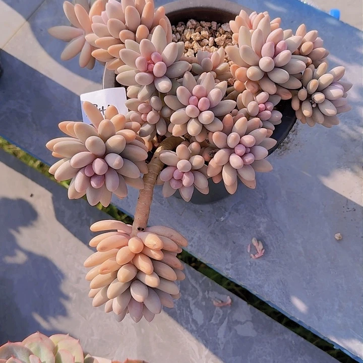 金**煌粉色恋人多肉2741