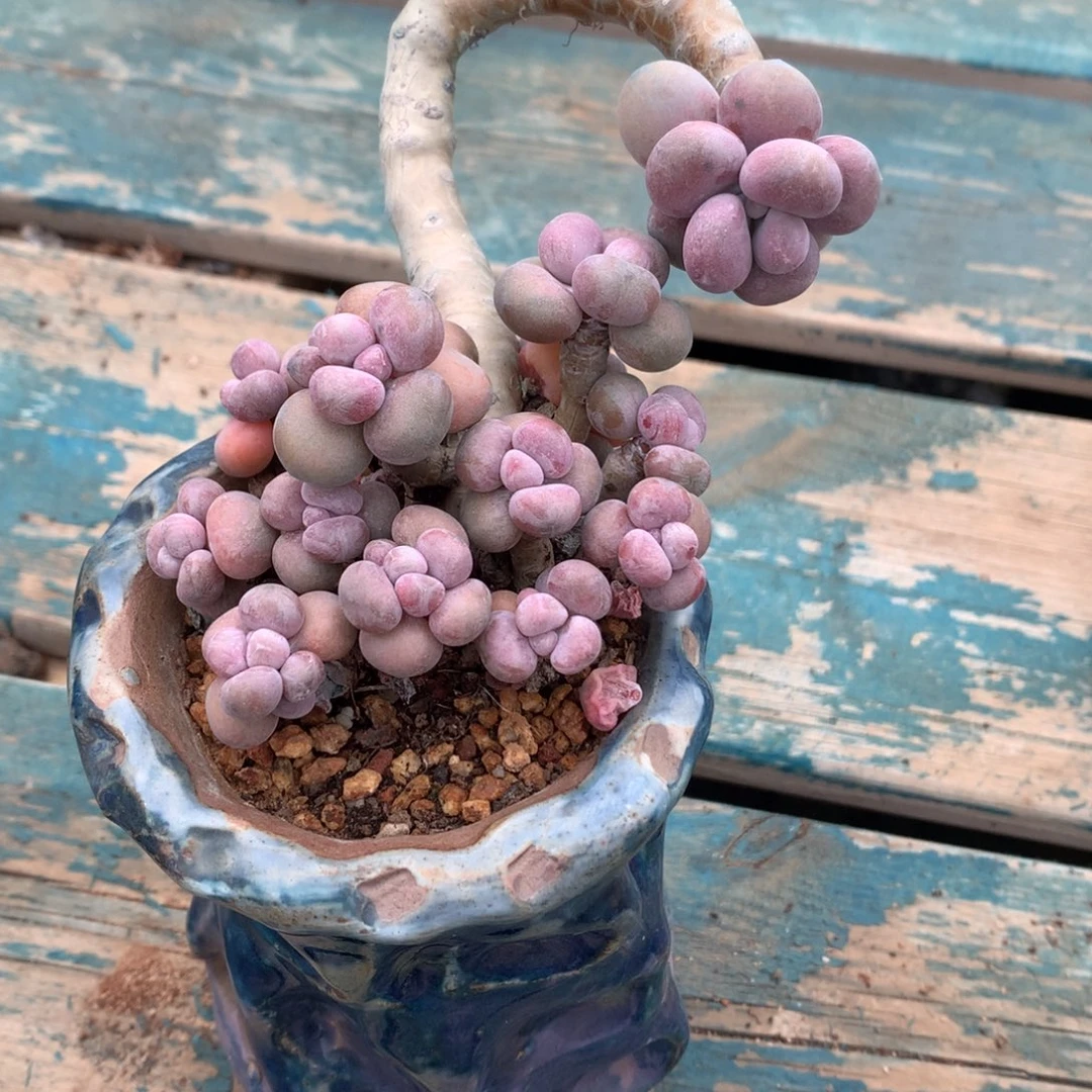 l**u多肉哦哥哥基本法