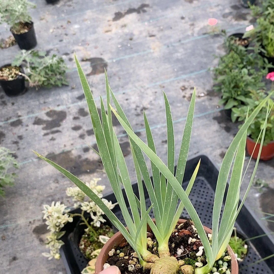 森*一物一拍一物一拍