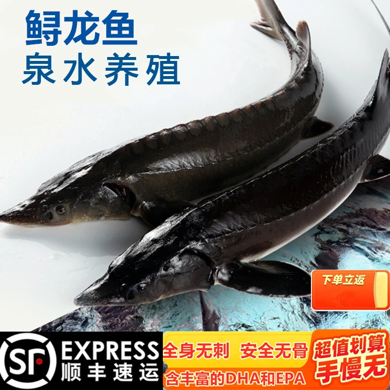 顺丰包邮送货上门鲜活鲟龙鱼中华制作食用生鲜软骨无刺送礼品制作