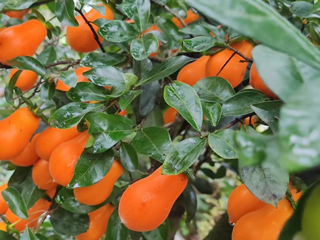 金弹子园林 一物一拍