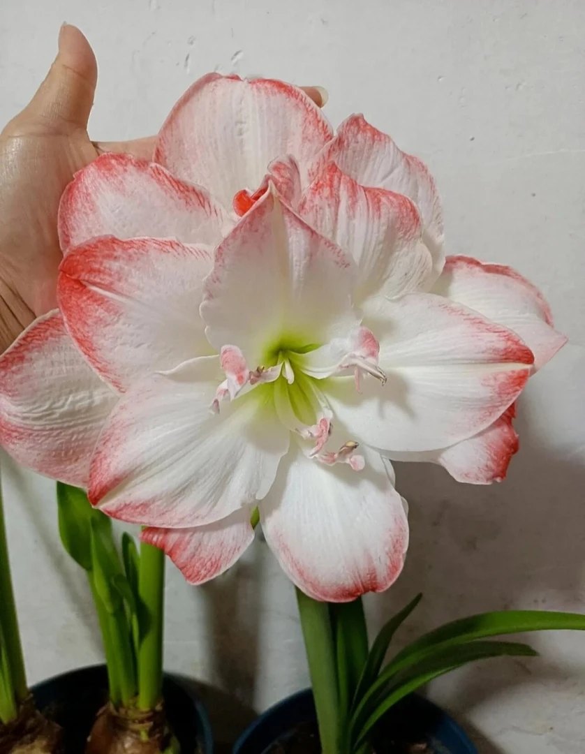 糖果黛丝朱顶红小苗