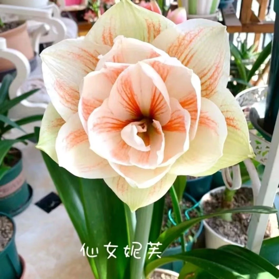 仙女妮芙水彩画重瓣朱顶红种球多年生球根花卉盆栽地栽四季养殖