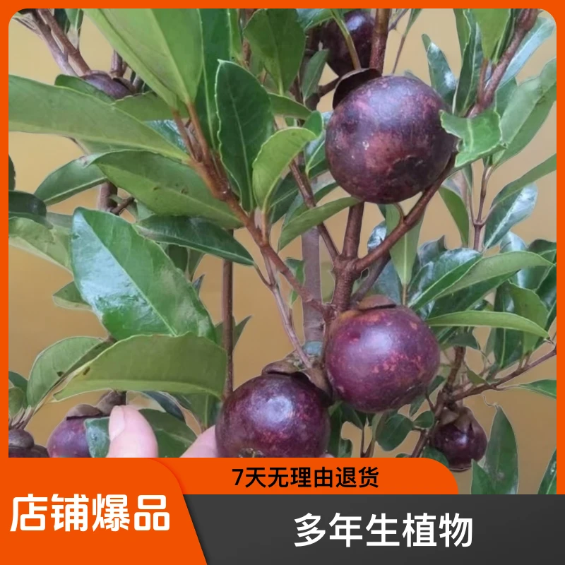 无籽山竹树苗南北方种植四季盆栽地栽果树苗