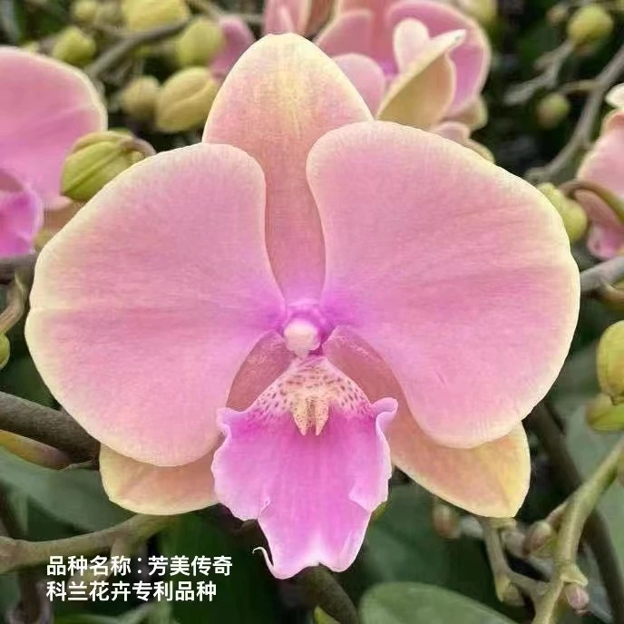 蝴蝶兰【芳美传奇】新品 带花剑