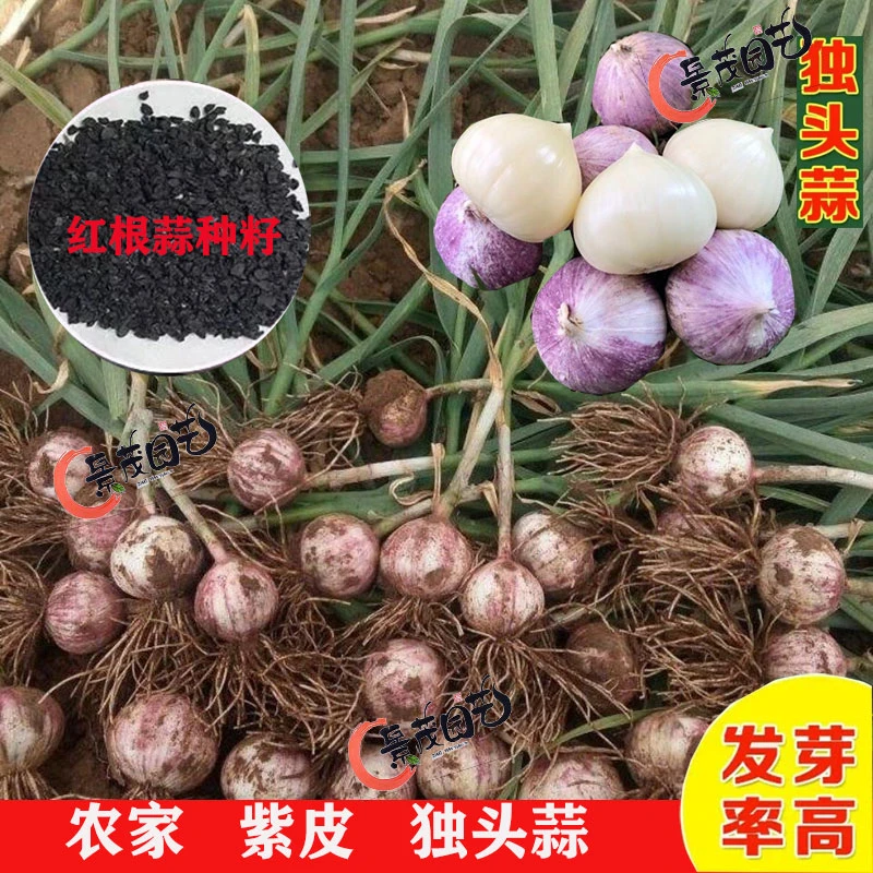 小根蒜种子野韭葱野葱野蒜籽种野生薤白蔬菜种籽山蒜阳台大蒜种子