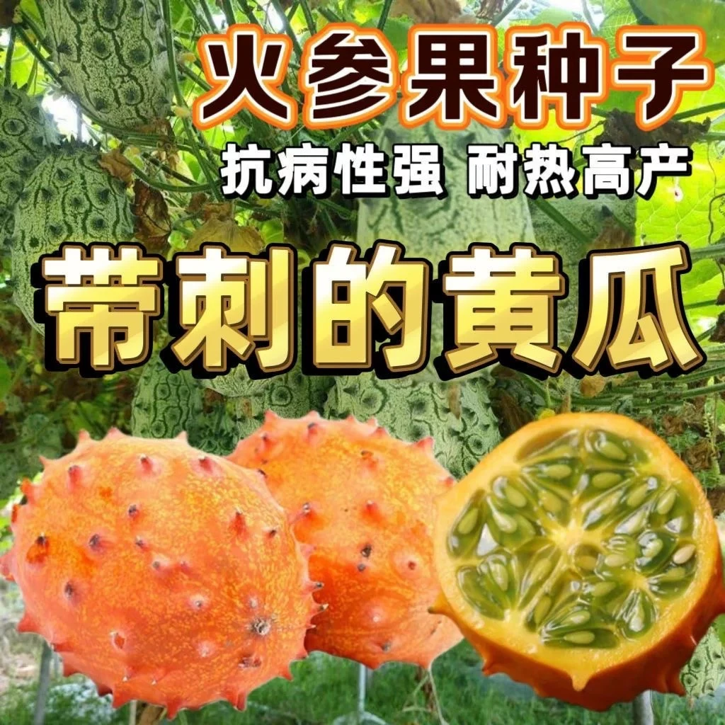 火参果种子火星果海参果非洲蜜瓜种子刺角瓜种籽四季蔬菜水果种孑
