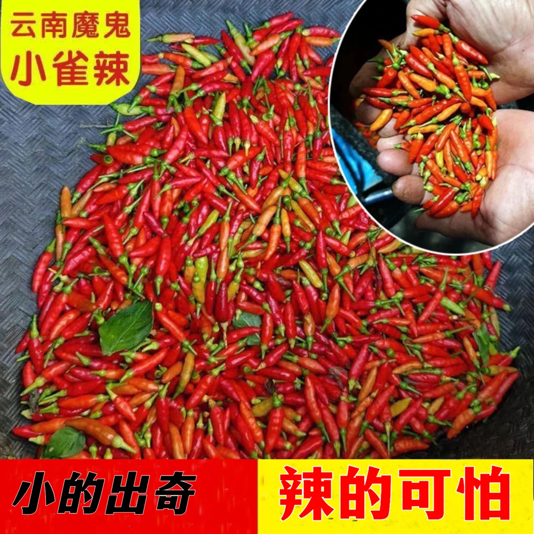 野生小米辣椒云南雀屎椒种子特小特辣小米椒泡椒四季耐寒蔬菜种籽