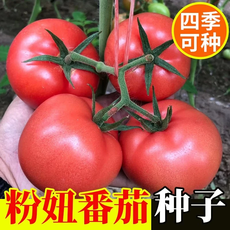 老品种毛粉红番茄大西红柿种子种籽孑庭院蔬菜盆栽农家四季高产苗