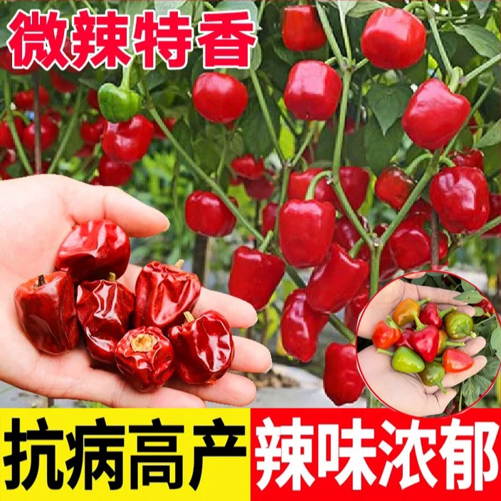 灯笼辣椒樱桃红泡椒种子坛子椒鸡心辣椒种籽四季高产蔬菜种子