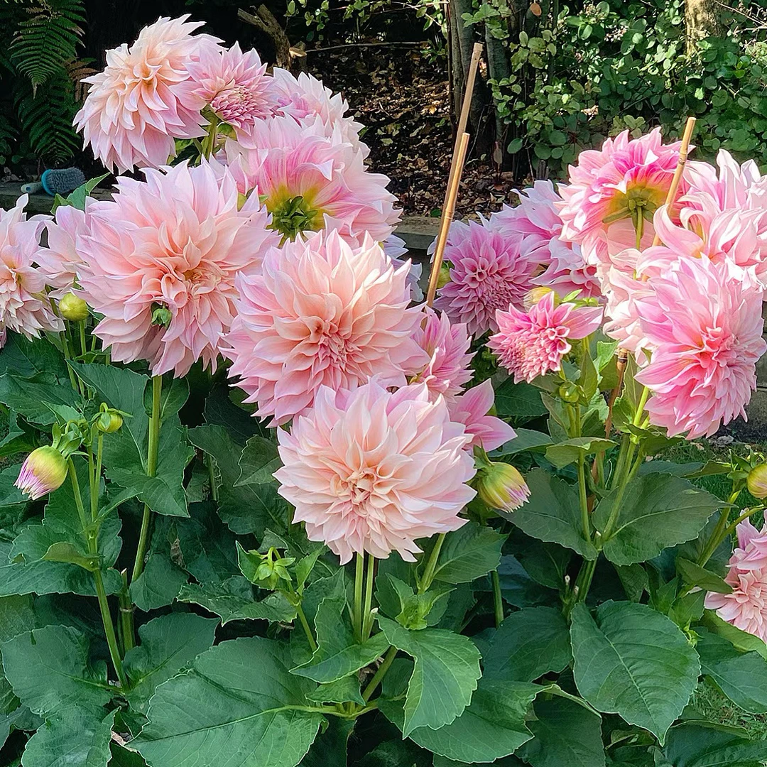 直播大丽花种球2球装多年生室内庭院阳台花卉当年年年开花