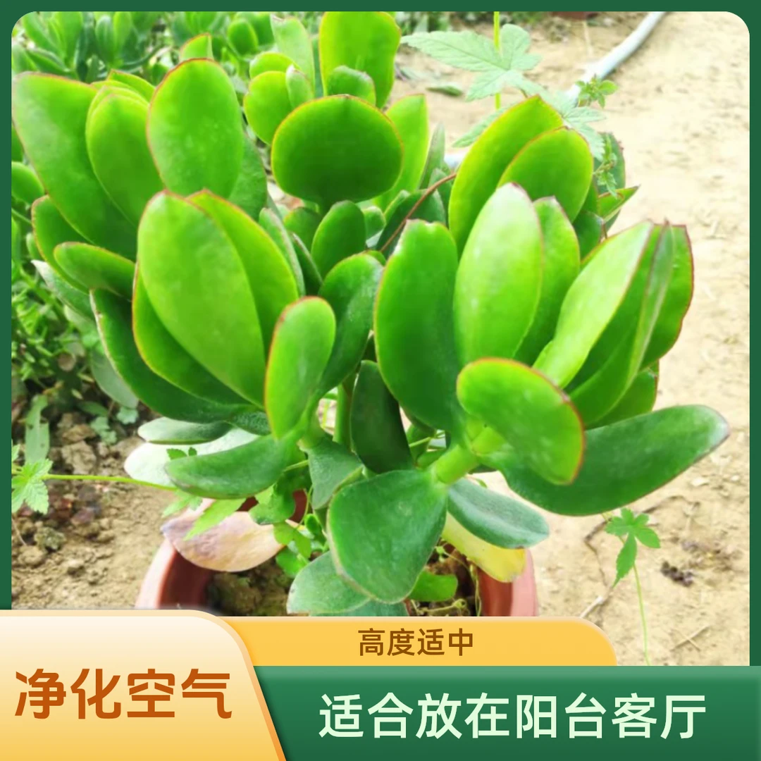 玉树老庄放阳台客厅净化  空气防辐射 高度 30公分