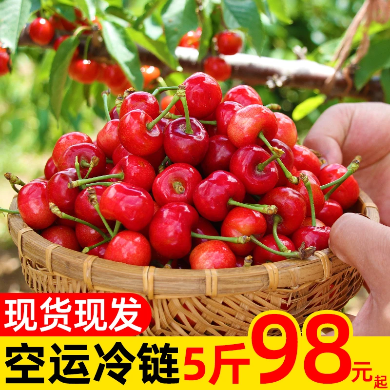【软糯酸甜】山东大樱桃新鲜水果应季现摘红灯孕妇好现货5斤直发