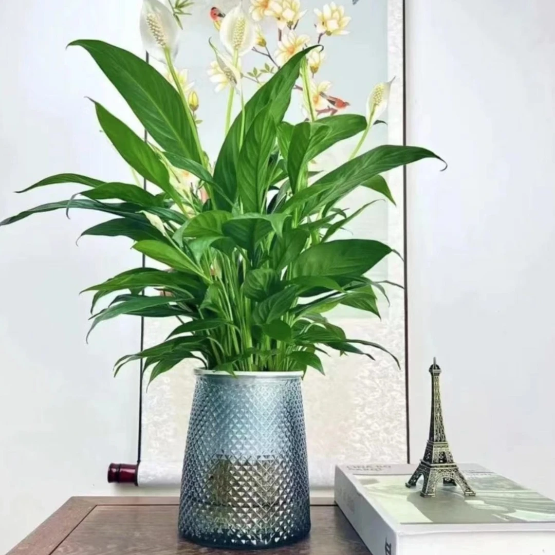 白掌一帆风顺水培盆栽植物室内花卉绿植好养大盆水养四季常青
