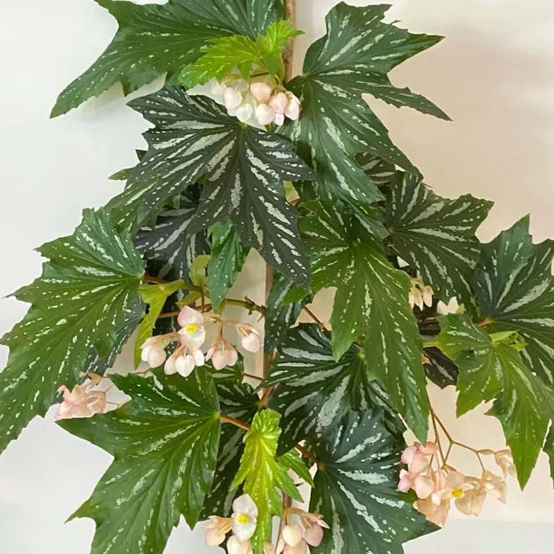 乌头杂秋海棠好养长势快观叶植物