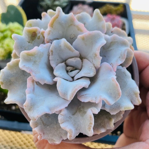 多肉植物芭蕾舞者白饺子皮新手好养