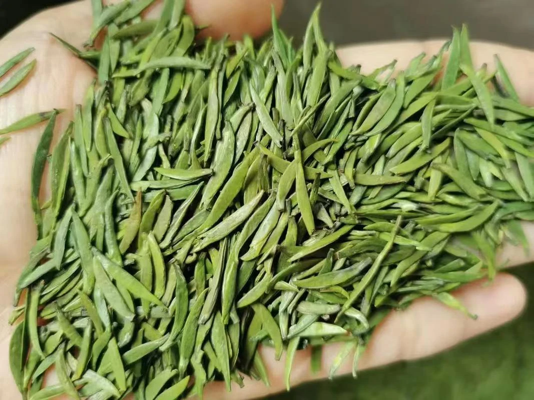 2024年明前雀舌绿茶 023  （洆茶號）