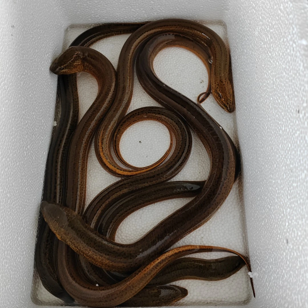 黄鳝 土鳝鱼 稻田鳝鱼3斤 顺丰包邮