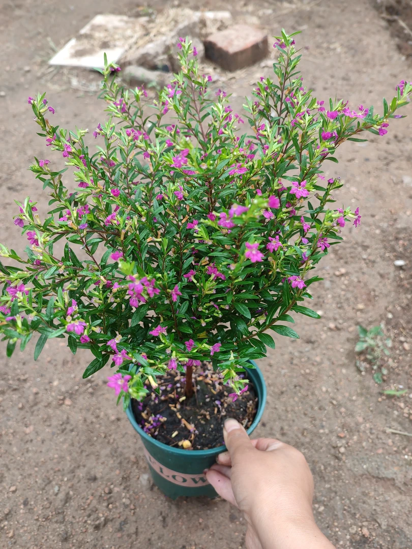 独杆满天星 花苞发货 四季开花多浇水