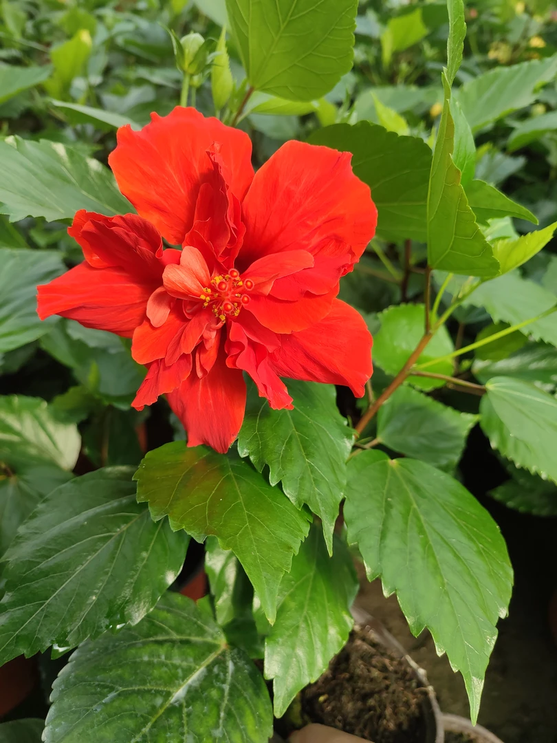 红色木槿 花苞发货 运输难免掉花苞不售后