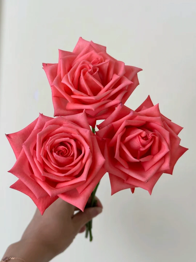 单头玫瑰，影星20支